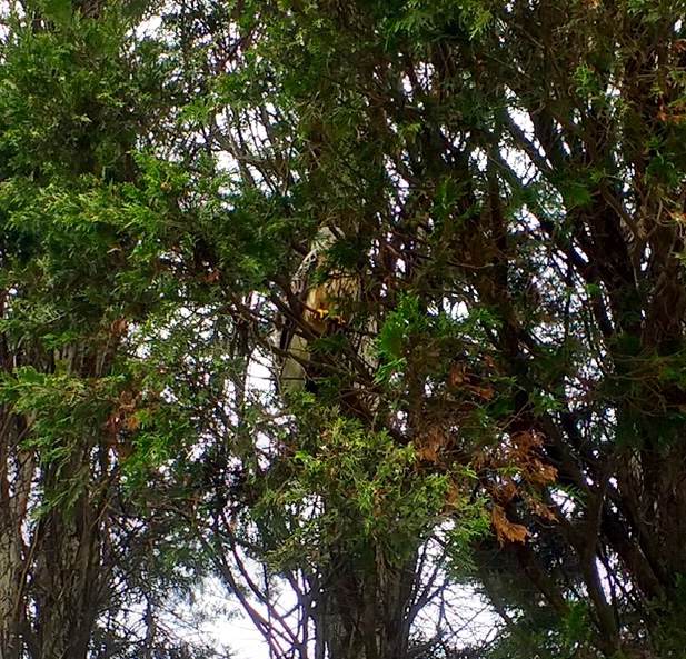 Possible buzzard sighting, Oakfield, 6th April 2019